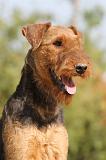 AIREDALE TERRIER 199
